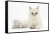 Chinchilla Persian Female Cat, 6 Years-Mark Taylor-Framed Stretched Canvas