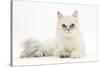 Chinchilla Persian Female Cat, 6 Years-Mark Taylor-Stretched Canvas