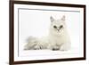 Chinchilla Persian Female Cat, 6 Years-Mark Taylor-Framed Photographic Print