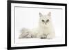 Chinchilla Persian Female Cat, 6 Years-Mark Taylor-Framed Photographic Print