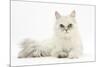 Chinchilla Persian Female Cat, 6 Years-Mark Taylor-Mounted Photographic Print