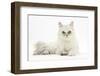 Chinchilla Persian Female Cat, 6 Years-Mark Taylor-Framed Photographic Print