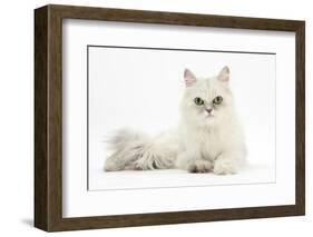 Chinchilla Persian Female Cat, 6 Years-Mark Taylor-Framed Photographic Print