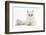 Chinchilla Persian Female Cat, 6 Years-Mark Taylor-Framed Photographic Print