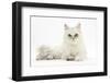 Chinchilla Persian Female Cat, 6 Years-Mark Taylor-Framed Photographic Print