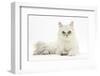 Chinchilla Persian Female Cat, 6 Years-Mark Taylor-Framed Photographic Print