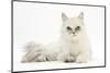 Chinchilla Persian Female Cat, 6 Years-Mark Taylor-Mounted Photographic Print