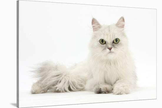 Chinchilla Persian Female Cat, 6 Years-Mark Taylor-Stretched Canvas