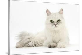 Chinchilla Persian Female Cat, 6 Years-Mark Taylor-Stretched Canvas