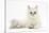 Chinchilla Persian Female Cat, 6 Years-Mark Taylor-Stretched Canvas