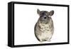 Chinchilla-null-Framed Stretched Canvas
