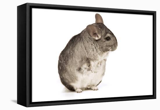 Chinchilla-null-Framed Stretched Canvas