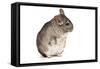 Chinchilla-null-Framed Stretched Canvas