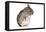 Chinchilla-null-Framed Stretched Canvas