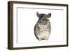 Chinchilla-null-Framed Photographic Print