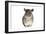 Chinchilla-null-Framed Photographic Print