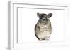 Chinchilla-null-Framed Photographic Print