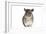 Chinchilla-null-Framed Photographic Print