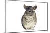 Chinchilla-null-Mounted Photographic Print