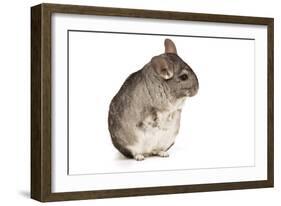 Chinchilla-null-Framed Photographic Print