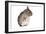 Chinchilla-null-Framed Photographic Print