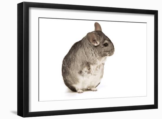 Chinchilla-null-Framed Photographic Print