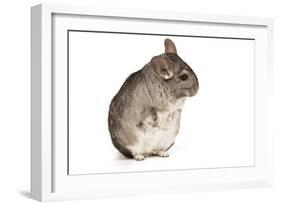 Chinchilla-null-Framed Photographic Print