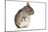 Chinchilla-null-Mounted Photographic Print