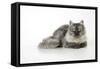 Chincilla X Persian Dark Silver Smoke Cat-null-Framed Stretched Canvas