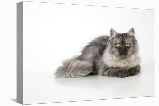 Chincilla X Persian Dark Silver Smoke Cat-null-Stretched Canvas