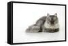 Chincilla X Persian Dark Silver Smoke Cat-null-Framed Stretched Canvas