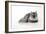 Chincilla X Persian Dark Silver Smoke Cat-null-Framed Photographic Print