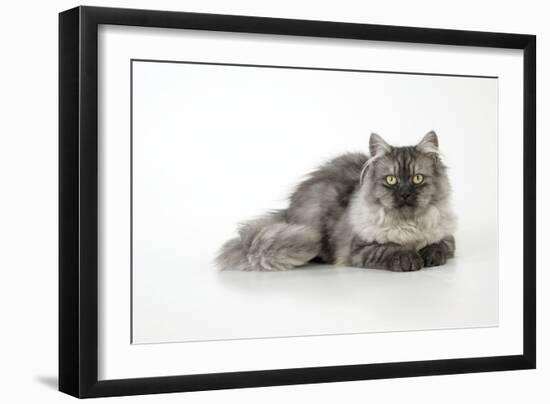 Chincilla X Persian Dark Silver Smoke Cat-null-Framed Photographic Print