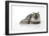 Chincilla X Persian Dark Silver Smoke Cat-null-Framed Photographic Print