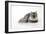 Chincilla X Persian Dark Silver Smoke Cat-null-Framed Photographic Print