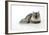 Chincilla X Persian Dark Silver Smoke Cat-null-Framed Photographic Print