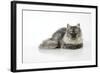 Chincilla X Persian Dark Silver Smoke Cat-null-Framed Photographic Print