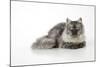 Chincilla X Persian Dark Silver Smoke Cat-null-Mounted Photographic Print