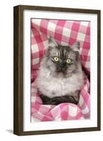 Chincilla X Persian, Dark Silver Smoke-null-Framed Photographic Print