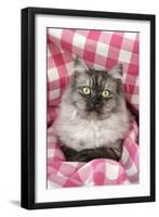 Chincilla X Persian, Dark Silver Smoke-null-Framed Photographic Print