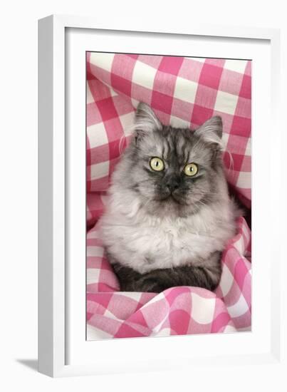 Chincilla X Persian, Dark Silver Smoke-null-Framed Photographic Print