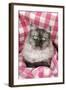 Chincilla X Persian, Dark Silver Smoke-null-Framed Photographic Print