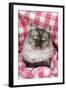 Chincilla X Persian, Dark Silver Smoke-null-Framed Photographic Print