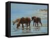 Chincoteague Ponies-Chuck Larivey-Framed Stretched Canvas