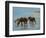 Chincoteague Ponies-Chuck Larivey-Framed Art Print