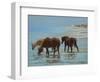 Chincoteague Ponies-Chuck Larivey-Framed Art Print