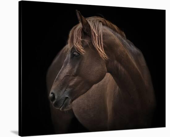 Chincoteague Pony-Melanie Snowhite-Stretched Canvas