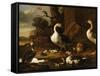 Chinese and Egyptian Geese and Other Birds in a Landscape with Ruins Nearby-Melchior de Hondecoeter-Framed Stretched Canvas