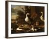 Chinese and Egyptian Geese and Other Birds in a Landscape with Ruins Nearby-Melchior de Hondecoeter-Framed Giclee Print