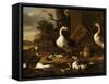 Chinese and Egyptian Geese and Other Birds in a Landscape with Ruins Nearby-Melchior de Hondecoeter-Framed Stretched Canvas